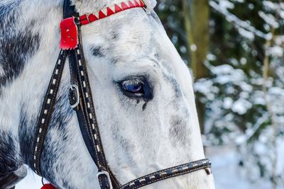 Close-up of horse on snow