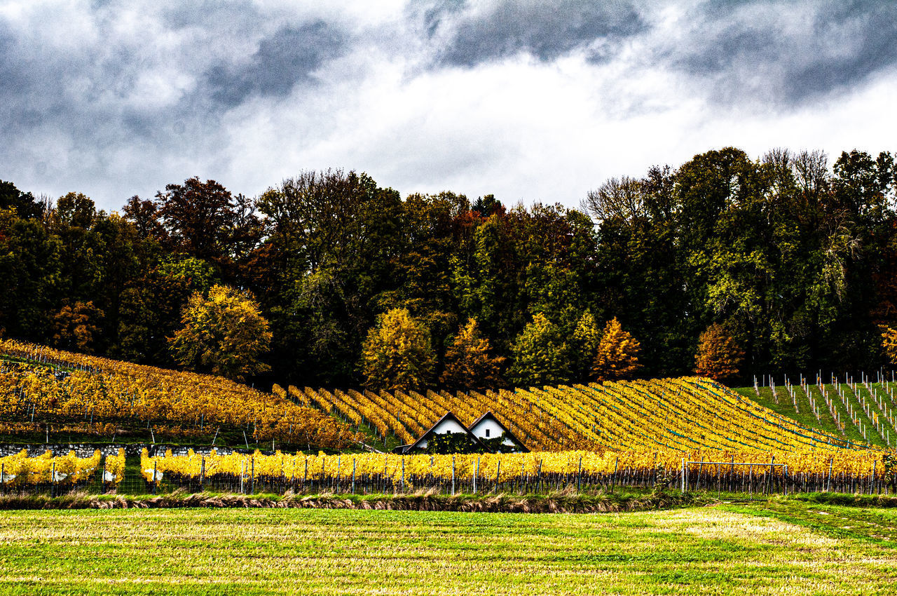 SCENIC VIEW OF TREES ON FIELD AGAINST SKY