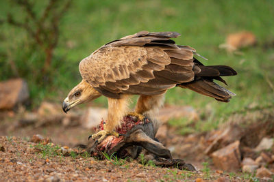 Close-up of eagle