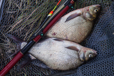 High angle view of dead fish