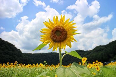 Sunflowers blooming on field against sky