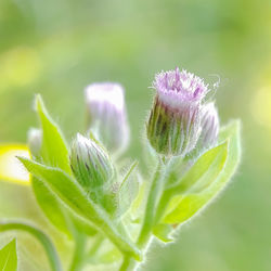 Close-up of purple flowering plant