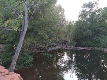 Scenic view of lake against trees in forest