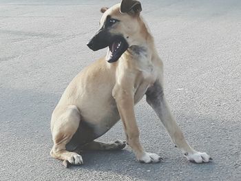 Portrait of dog sitting outdoors