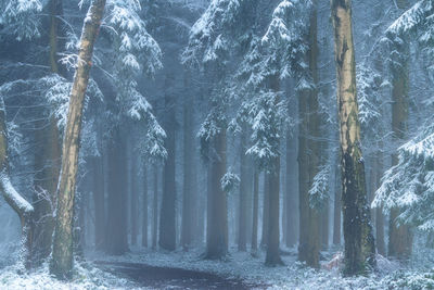Pine trees in forest during winter