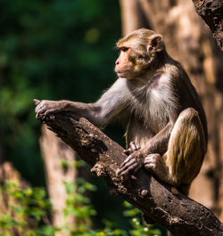 Close-up of monkey sitting outdoors