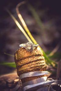 Close-up of shell on dry leaf