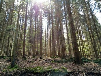 Trees in forest