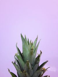 Close-up of green plant against purple background