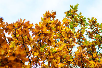 Low angle view of yellow tree against sky