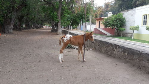 Horse standing in a garden