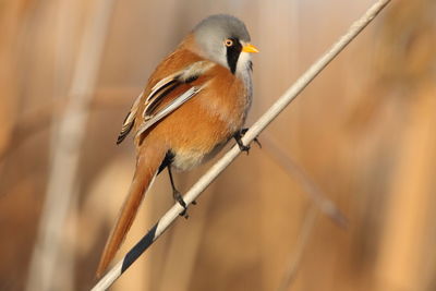 Close-up of bird perching on branch