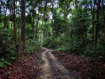 Road amidst trees in forest