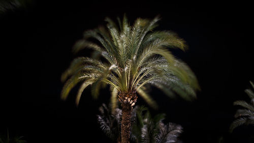 Close-up of flower against black background