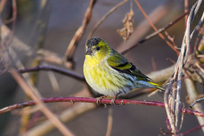 Close-up of bird perching on branch