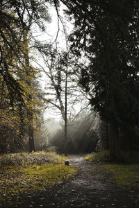 Road amidst trees in forest