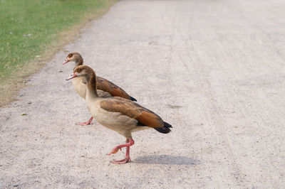 Birds in the background