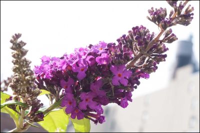 Close-up of purple flowers against clear sky