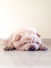 View of a dog sleeping on floor