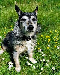 Portrait of dog on field