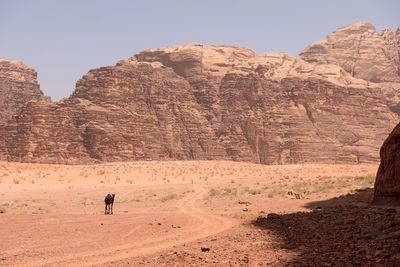 Desert landscape with camel, sand dunes and rocky sandstone cliffs. wadi rum, jordan