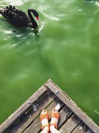 Low section of woman standing on boardwalk by black swan swimming on lake