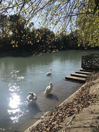 Ducks swimming in lake