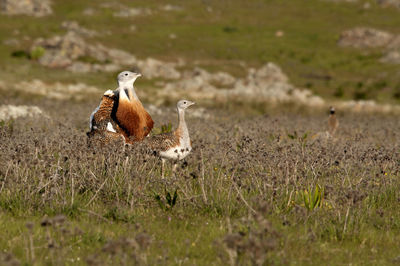 Birds in a field