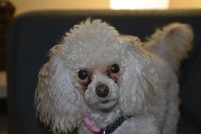 Close-up portrait of dog at home