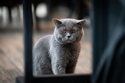 Close-up portrait of a cat