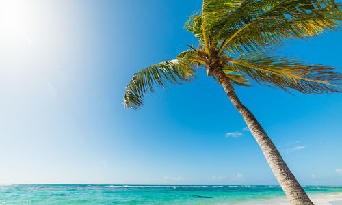 Palm tree by sea against blue sky