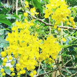 Close-up of yellow flowers growing on tree