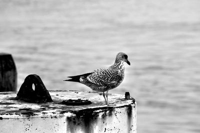 Close-up of bird perching on water