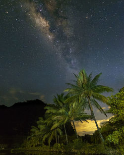 Palm trees against sky at night