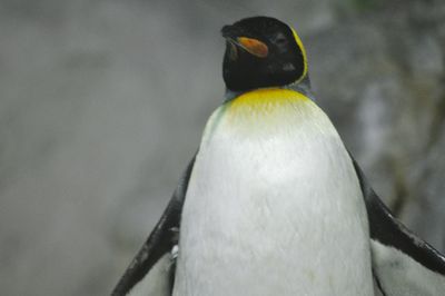 Close-up of bird perching outdoors