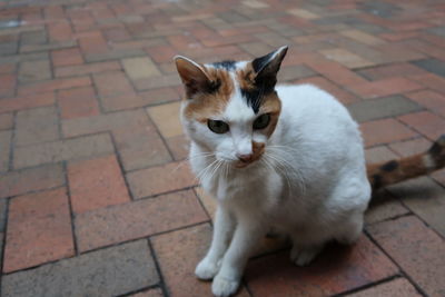 Close-up portrait of cat sitting outdoors