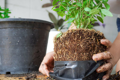Close-up of person preparing food on potted plant