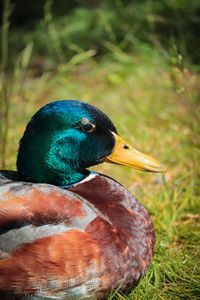 Close-up of a bird