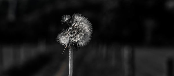 Close-up of dandelion against blurred background