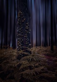 View of christmas tree in forest at night