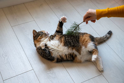 High angle view of cat lying on floor