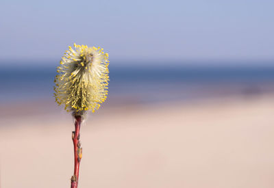 Close-up of dandelion against sky