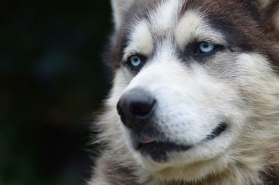 Close-up of dog looking away