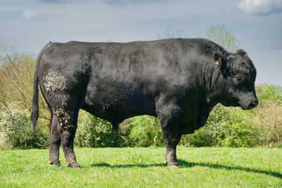 Cows grazing on field