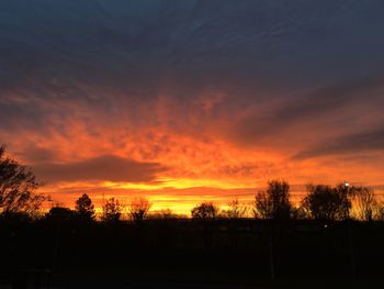 Silhouette of trees at sunset