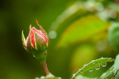 Close-up of water drops on flower bud