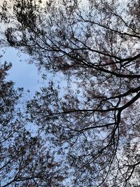 Low angle view of tree against sky