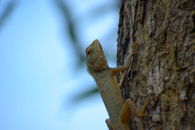 Low angle view of lizard on tree trunk