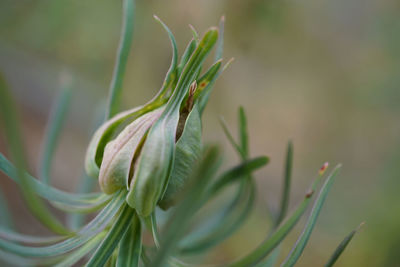 Close-up of flowering plant