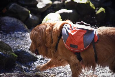 Close-up of horse against trees